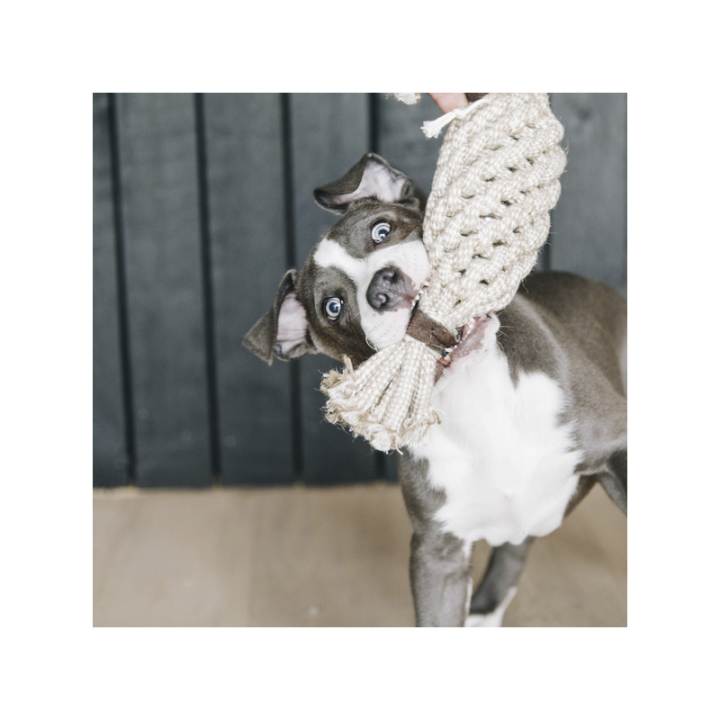 Jouet pour chien en corde et coton