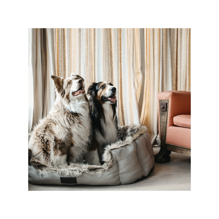 Panier pour chien cave