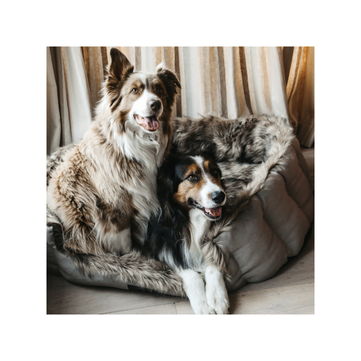 Panier pour chien cave